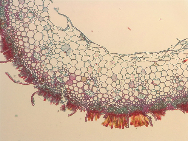 Wheatrust Slides - Wheatrust 01 100X